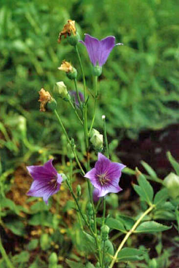 Jie Geng